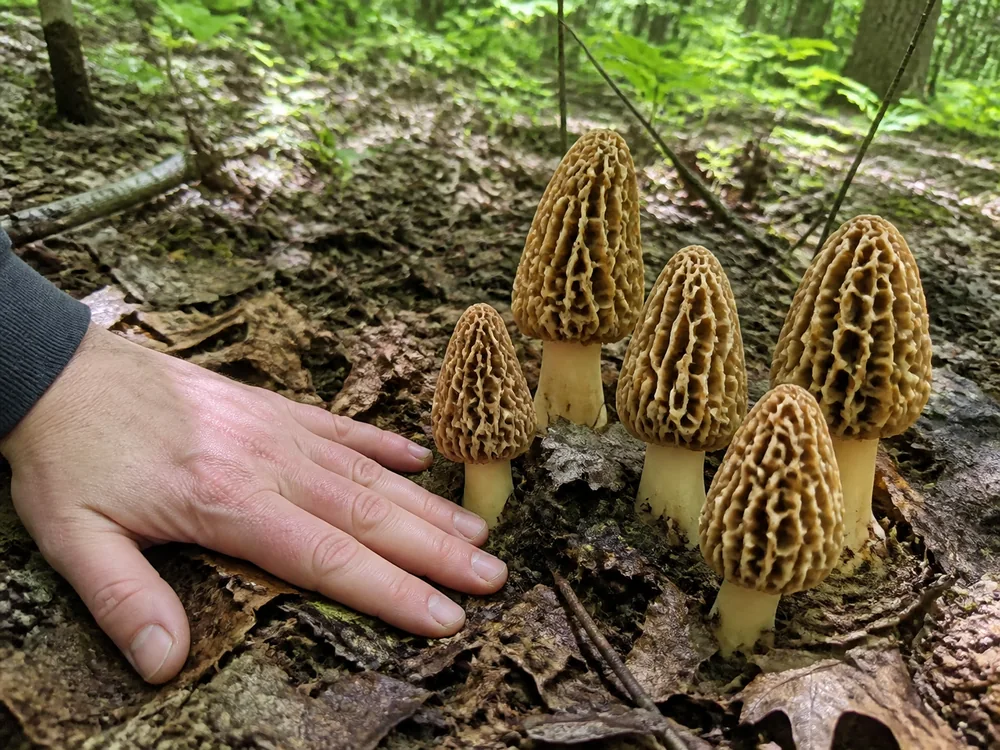 Five mature yellow morels with tan honeycomb caps standing in brown leaf litter beside an open hand laid flat on the ground for scale