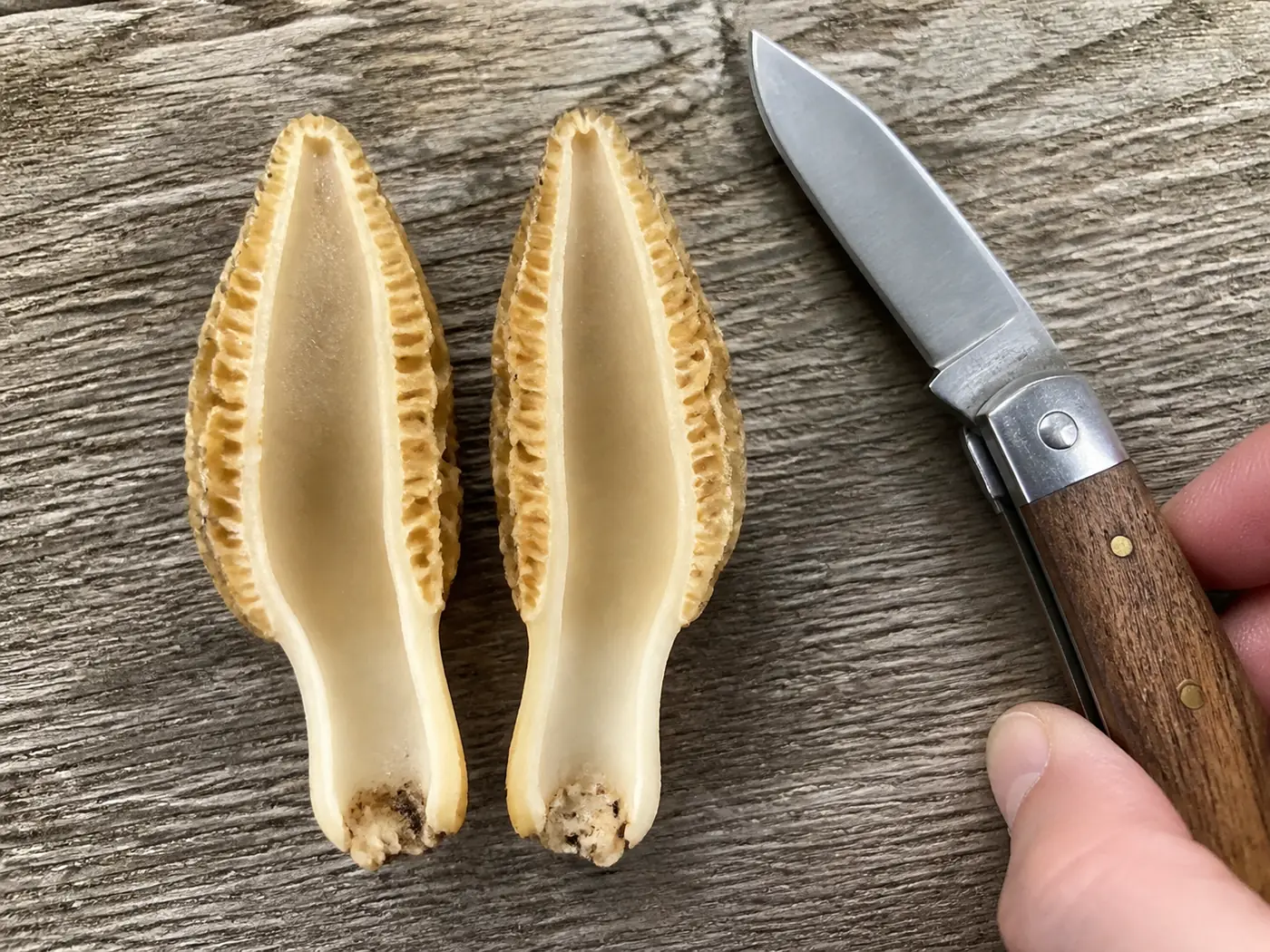 A single yellow morel sliced cleanly in half lengthwise, the two halves lying side by side on a weathered board showing one continuous empty chamber from cap tip to stem base, with a small folding knife beside them