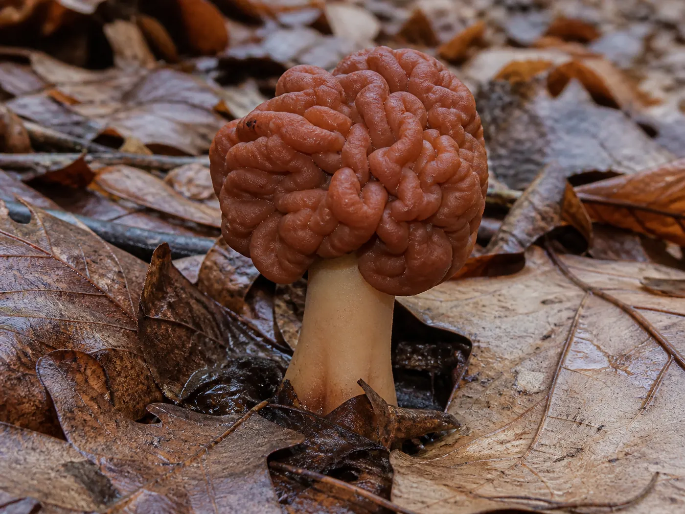 A single reddish-brown false morel with a deeply wrinkled brain-like cap and no honeycomb pits, growing undisturbed in damp New York leaf litter among maple and beech leaves