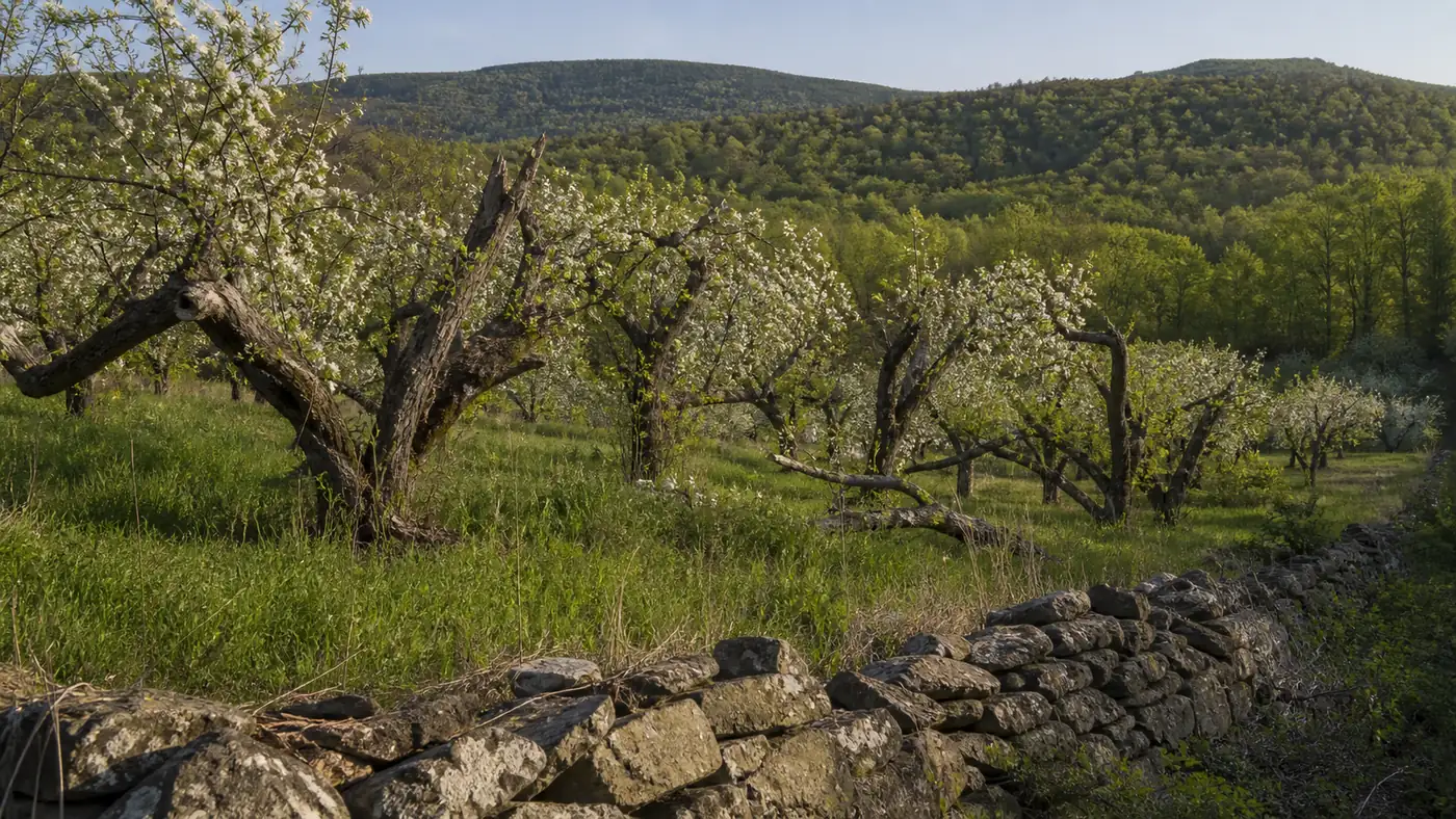 When Is Morel Season in New York? April Downstate, June Up