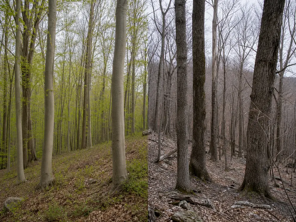One frame split between a lower Hudson Valley slope of tall straight pale-barked tulip poplar in early leaf and northern Adirondack woods of darker rough-barked sugar maple, beech and yellow birch, still bare