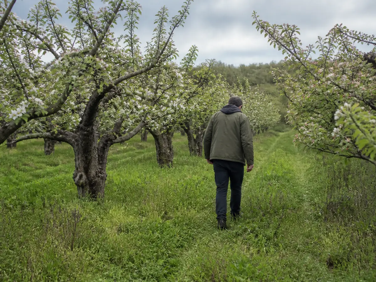 A person in a plain jacket walking slowly down a row of old gnarled apple trees in an overgrown New York orchard in early May, head down and scanning the grass at the base of the trunks