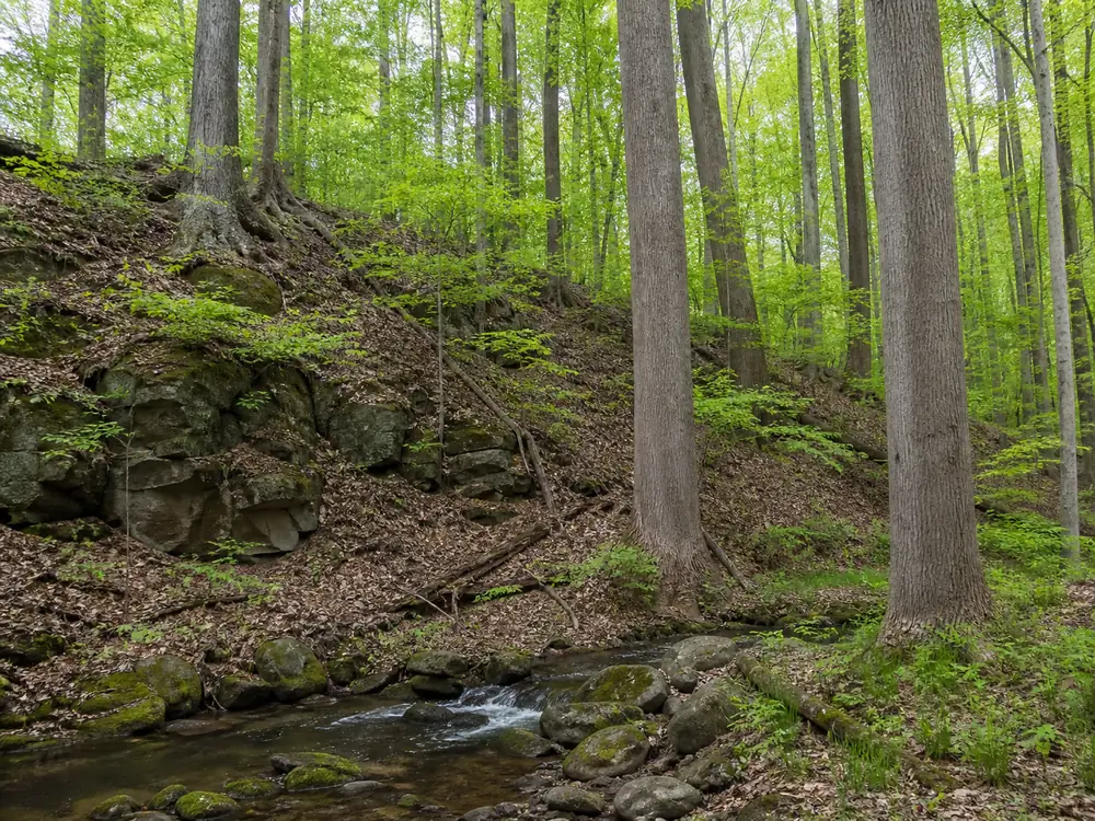 A rich moist hardwood slope in the lower Hudson Valley in late April, very tall straight tulip poplar trunks rising from deep brown leaf litter with a mossy outcrop and a small stream below