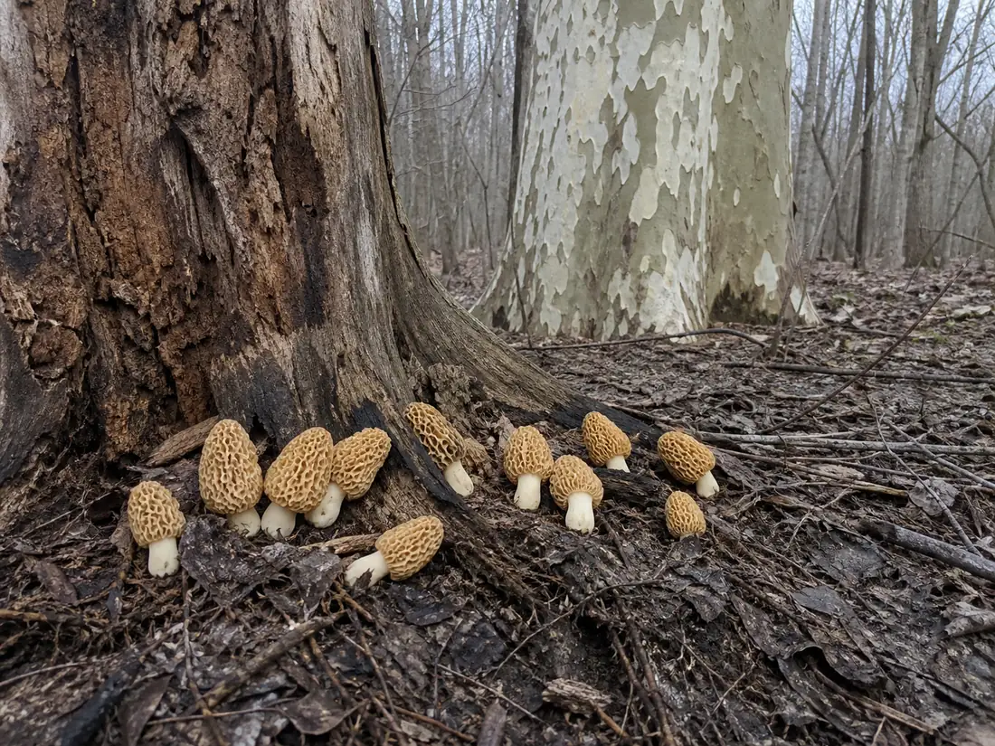 Morels standing in the leaf litter at the exposed root flare of a dead ash, with a mottled sycamore trunk behind in an Ohio river bottom