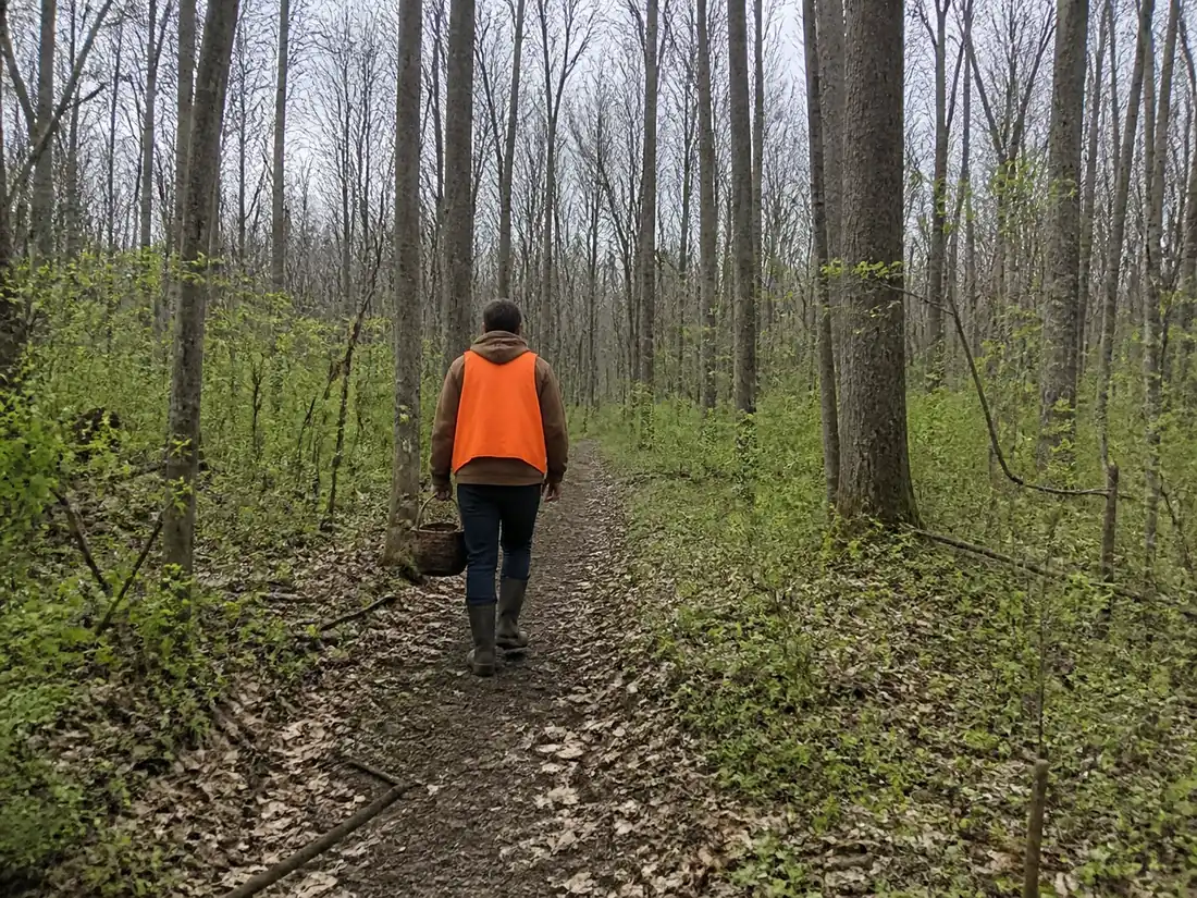 A forager in a blaze orange vest walking a marked public-land trail through bare spring Ohio woods