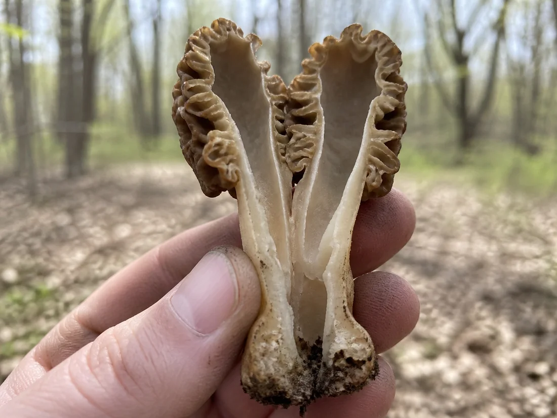 A morel torn open lengthwise between finger and thumb in the woods, showing one continuous hollow chamber inside