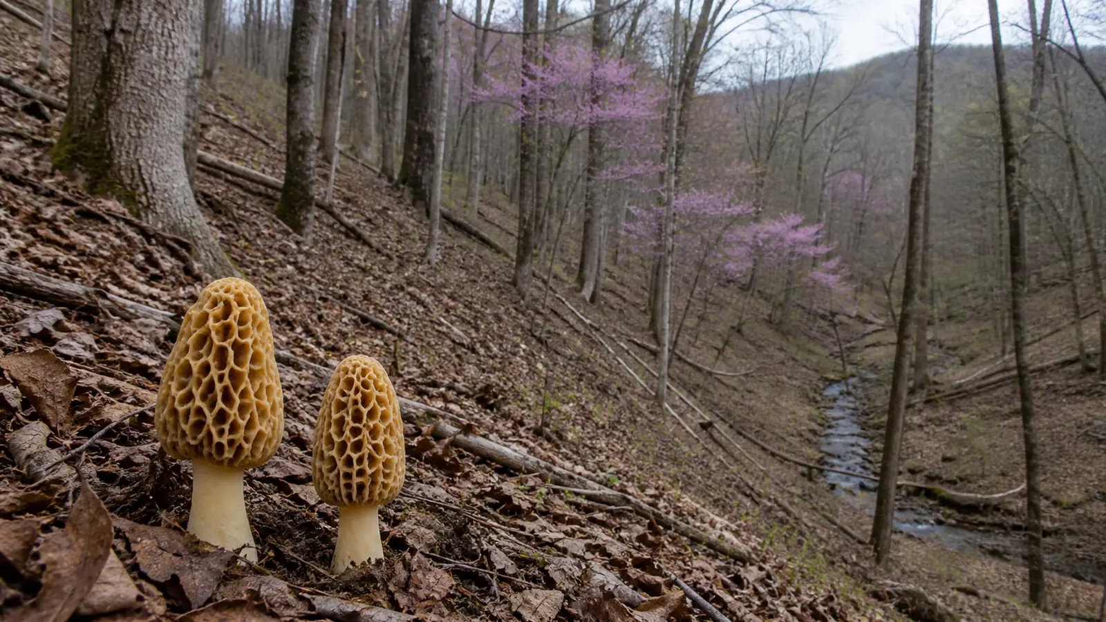 When Is Morel Season in Ohio? The Hillside Decides
