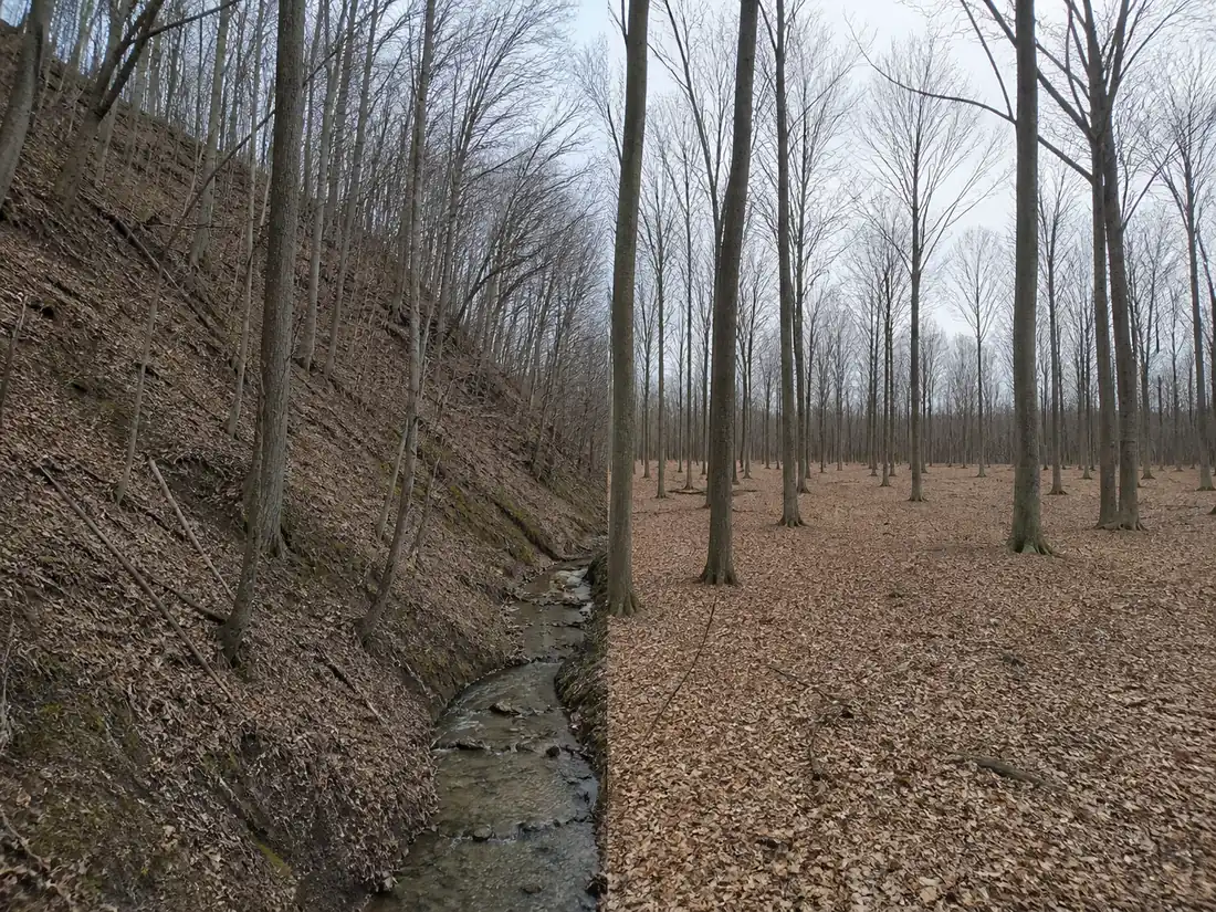 A steep wooded southeast Ohio ravine beside a flat open till-plain hardwood woodlot under the same spring light