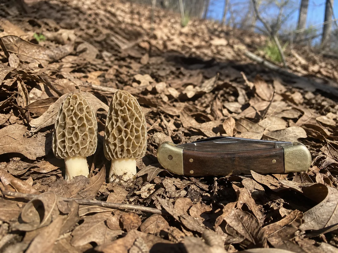 Two small early-season morels on a sunlit south-facing slope with a folding knife laid beside them for scale