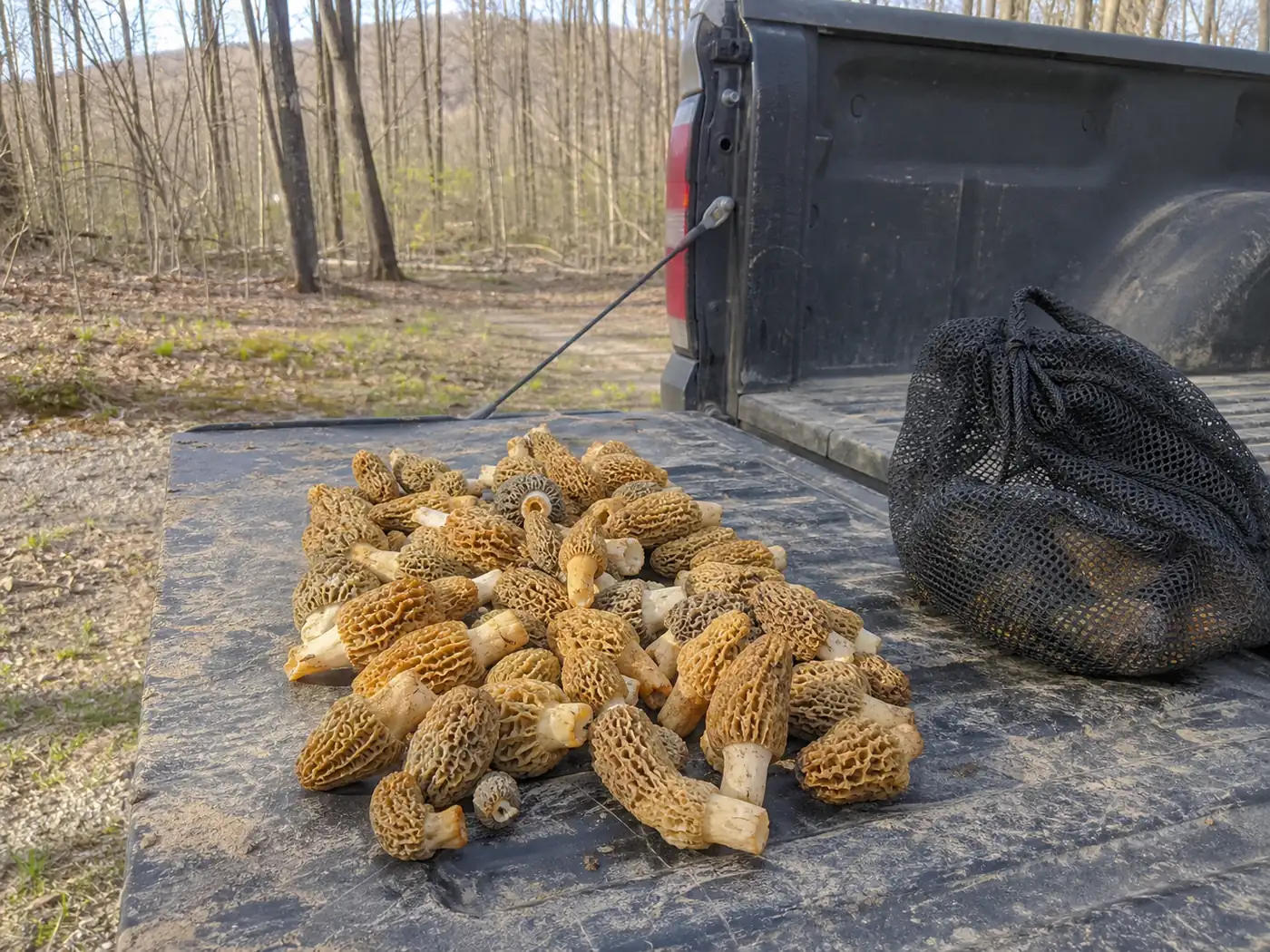 A modest day's picking of yellow and tan morels spread on an open truck tailgate beside a mesh bag, with a bare Pennsylvania hardwood ridge behind