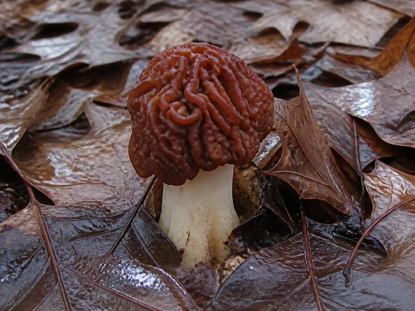 A single reddish-brown false morel with a deeply wrinkled brain-like cap and no honeycomb pits, growing undisturbed in damp Pennsylvania leaf litter