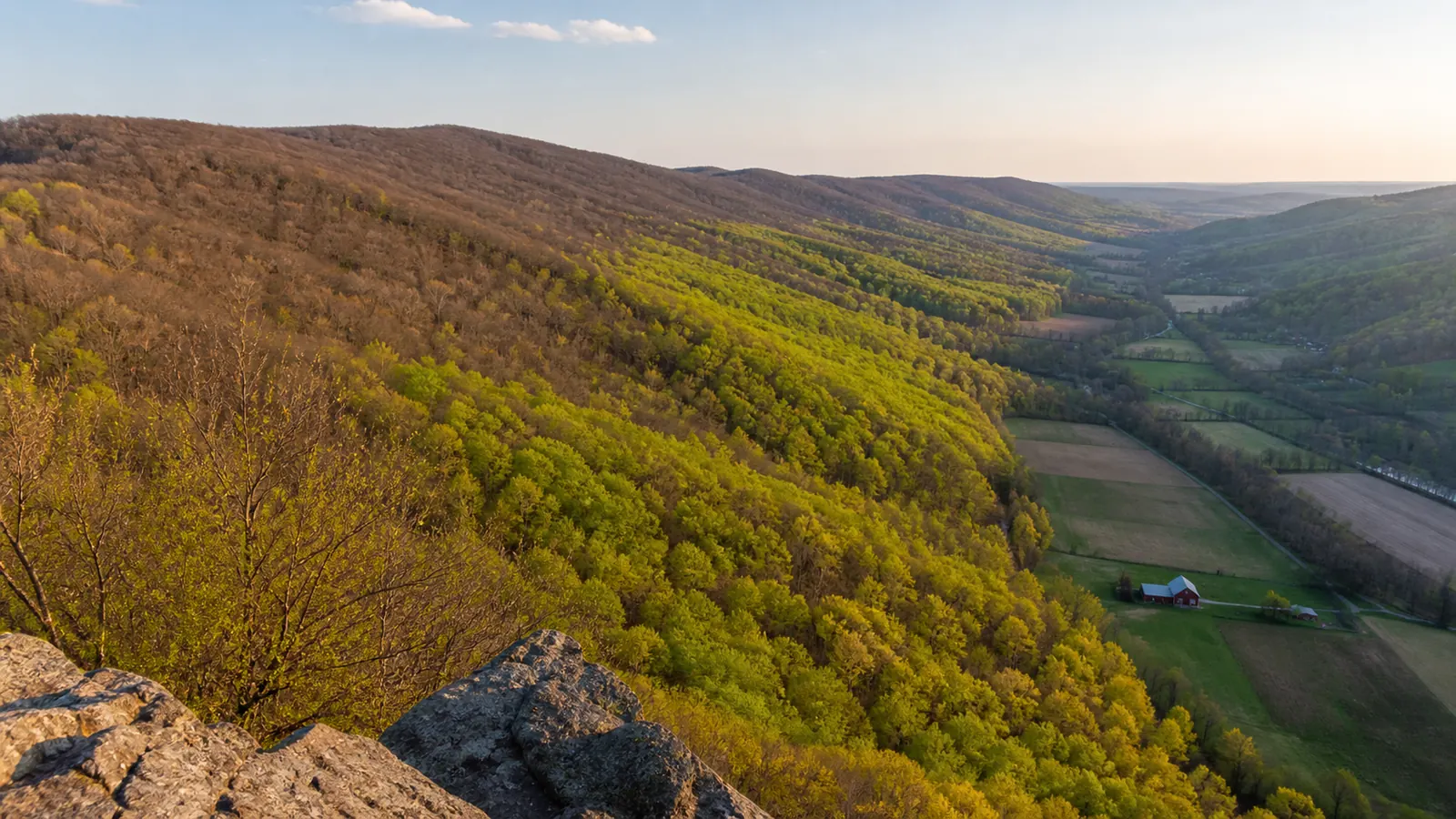 When Is Morel Season in Pennsylvania? Four Weeks, or Six
