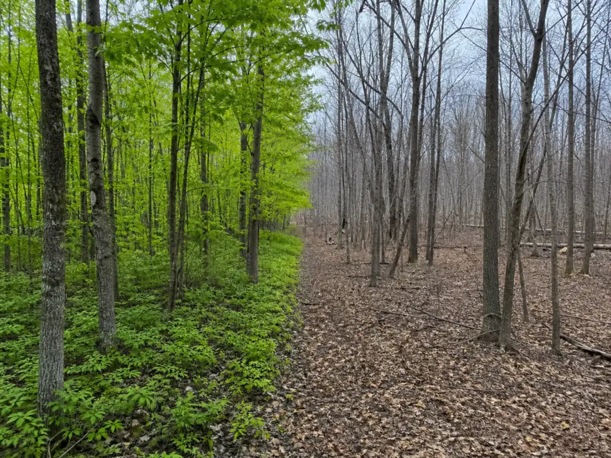 One frame split between southern Pennsylvania woods well into leaf and northern tier Allegheny Plateau woods on the same date, still bare with brown litter and no undergrowth