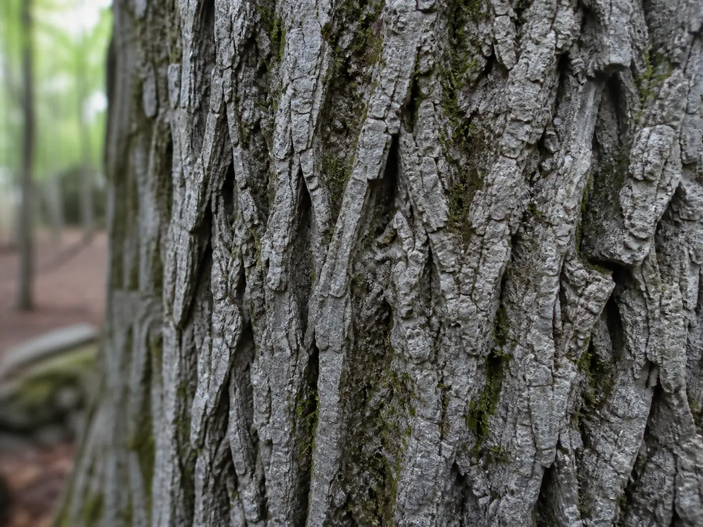 Extreme close view of mature tulip poplar bark showing its pale gray interlacing ridges and deep narrow furrows, damp from rain with moss in the crevices