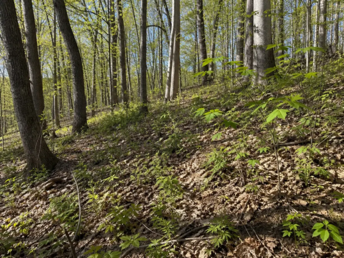 An open south-facing hardwood hillside in central Pennsylvania in late April, oak and tulip poplar with dappled sunlight reaching brown leaf litter under a canopy barely in leaf