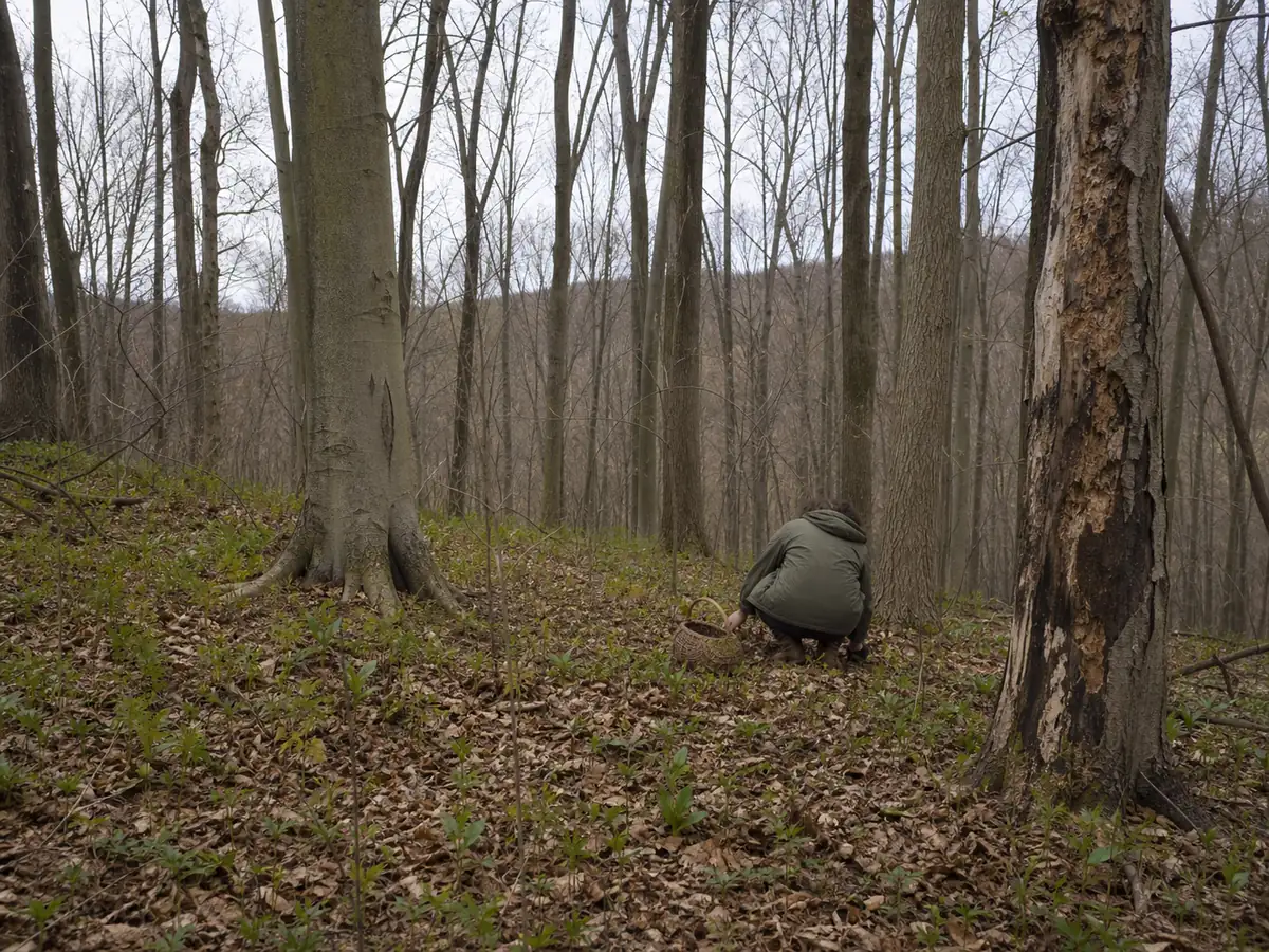 A forager crouched low working across a Pennsylvania hillside in late April, scanning leaf litter between straight tulip poplar trunks and a dying ash with peeling bark