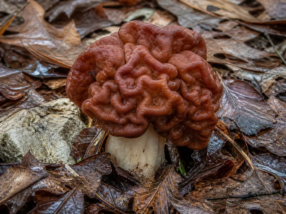 A single large reddish-brown false morel with a deeply wrinkled brain-like cap and no honeycomb pits, growing in damp Tennessee leaf litter beside a little pale rock