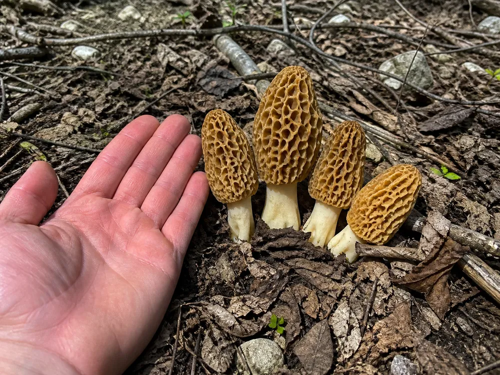 Four mature yellow morels standing together in brown leaf litter on rocky Tennessee ground with an open hand laid flat beside them for size, pale limestone fragments visible in the soil