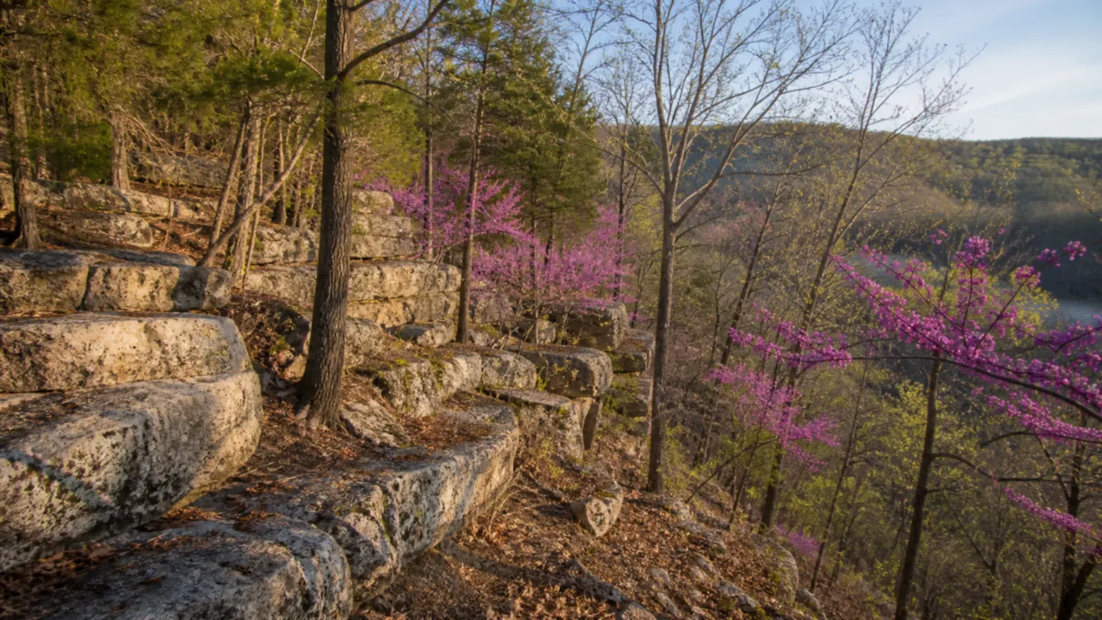 When Is Morel Season in Tennessee? Check the Rock First