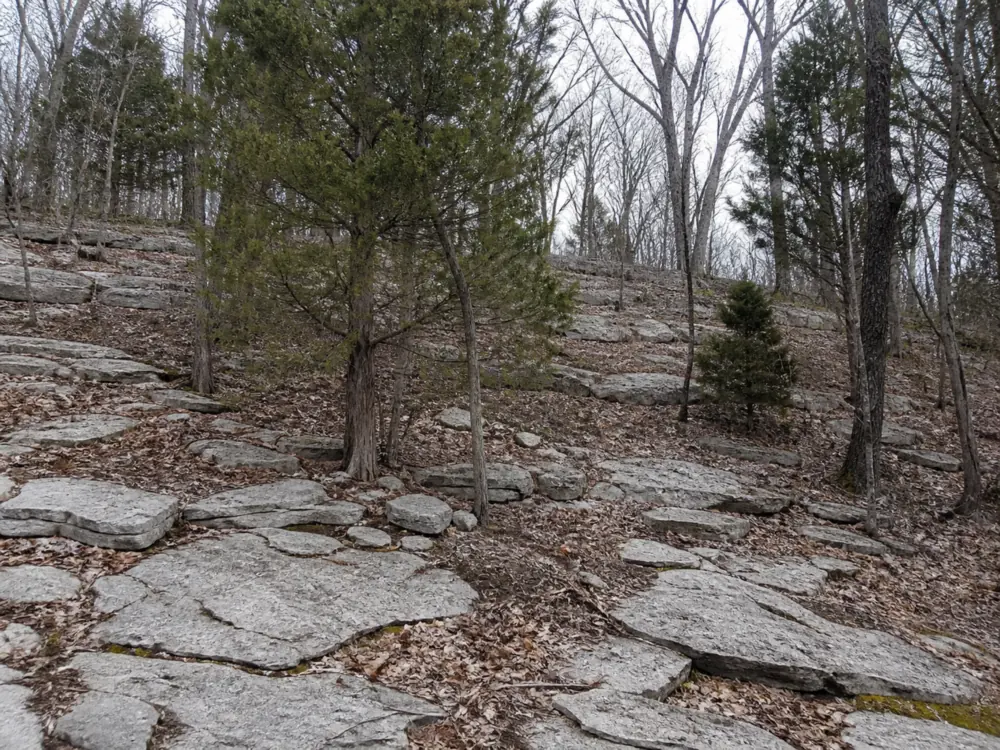 A Middle Tennessee hillside where flat gray limestone slabs and broken ledges push through thin brown leaf litter, with eastern red cedar and bare hardwoods growing from the crevices