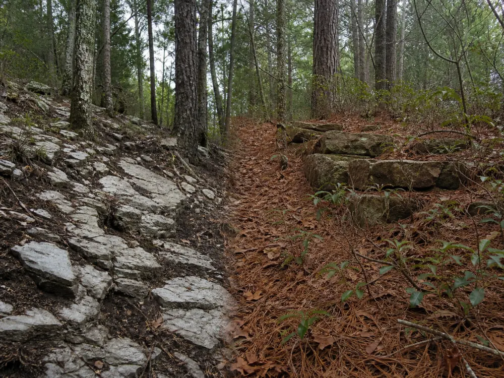 One frame split between a Tennessee limestone slope with pale rock breaking through dark crumbly soil and an acidic plateau ridge with sandstone blocks under thick pine and oak litter