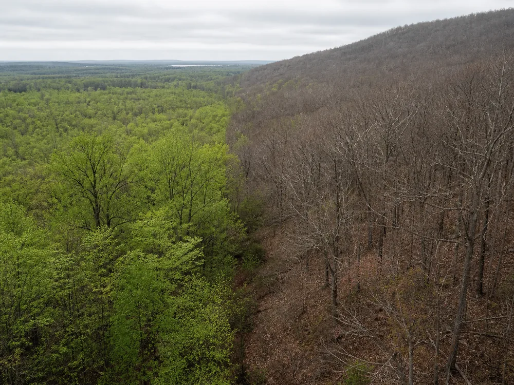 One frame split between Tidewater coastal plain woodland already well into leaf and a Blue Ridge mountain slope on the same date, still bare gray branches over brown litter