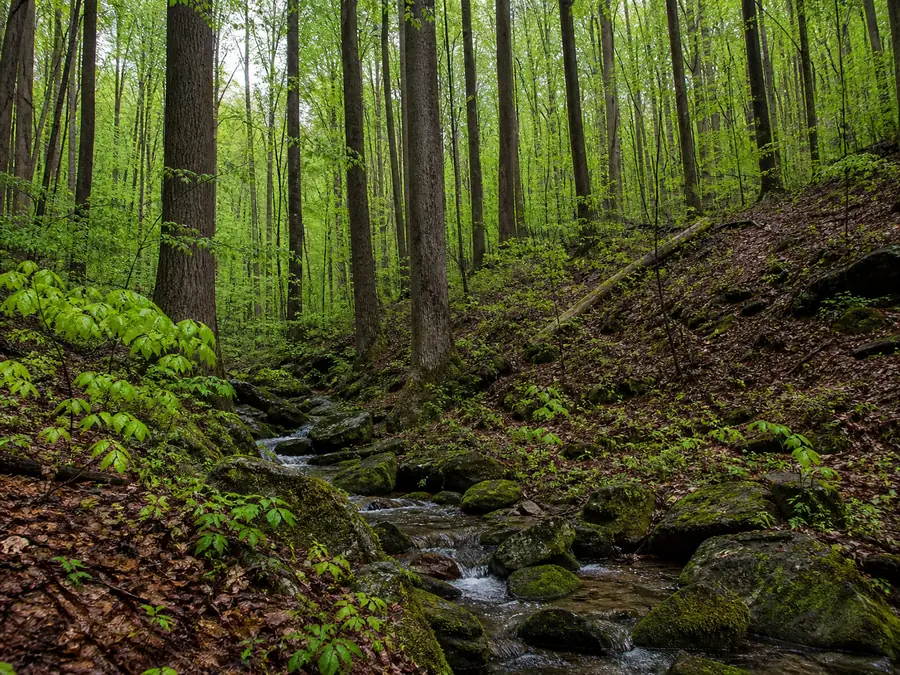 A sheltered cove hardwood slope in the Virginia Blue Ridge in April, very tall straight tulip poplar trunks rising from deep damp leaf litter with a small stream through mossy rocks below