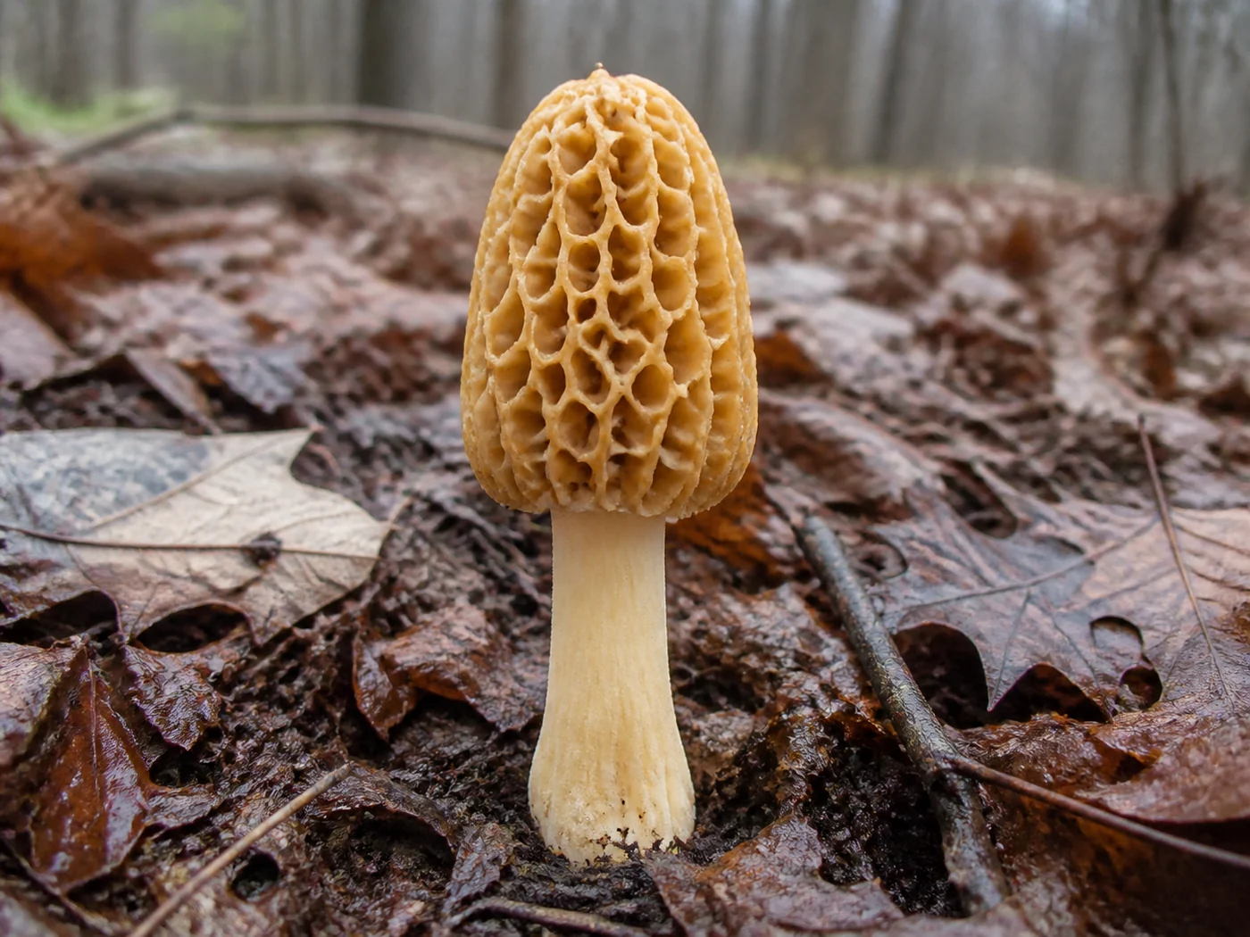 One tall yellow morel standing complete and upright in brown leaf litter on a Virginia woodland floor, the whole mushroom from pitted cap to the base of the pale stem within the frame