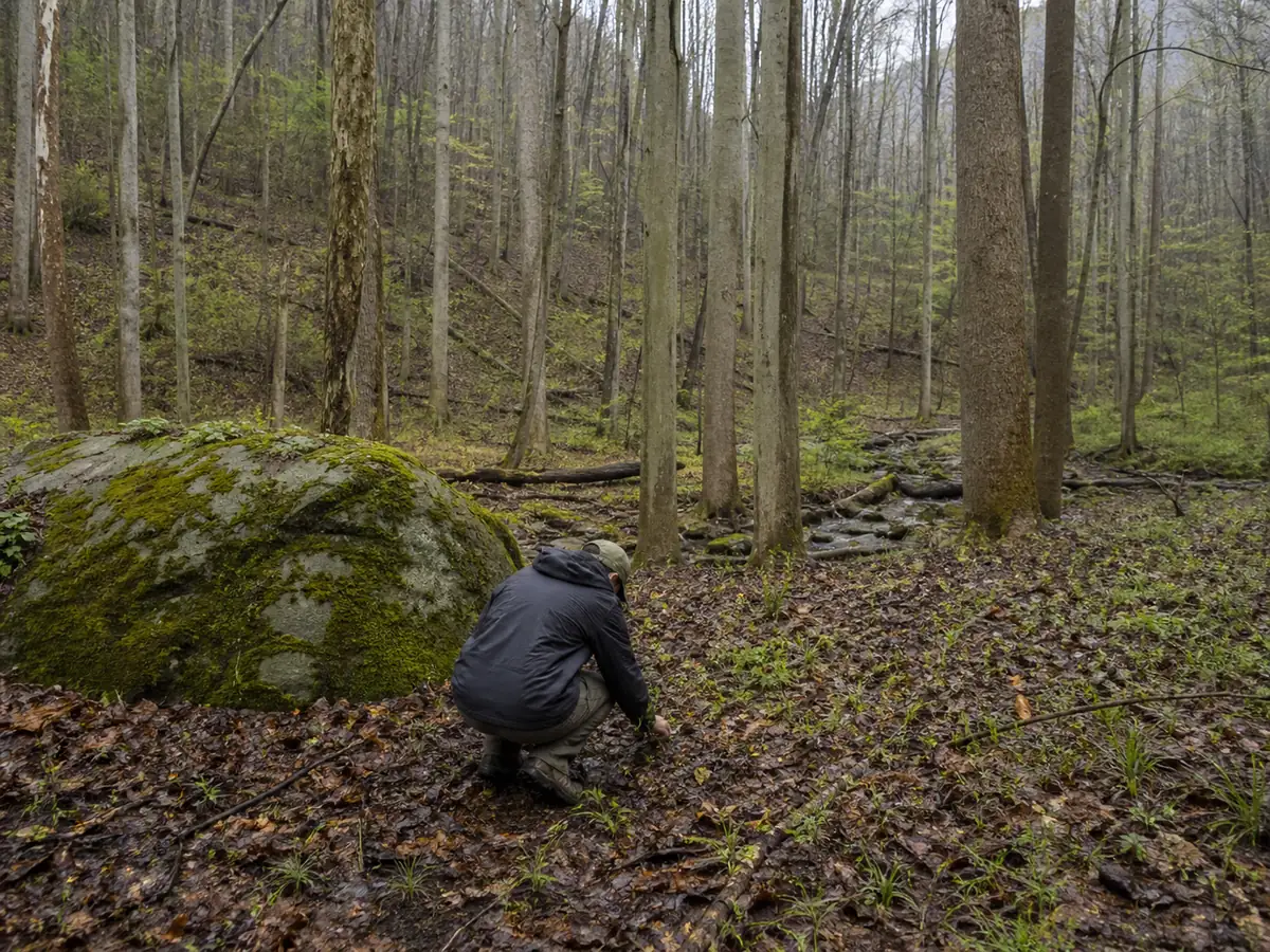A forager in a plain jacket moving slowly along the bottom of a Virginia mountain cove in April, crouched and scanning damp leaf litter beside a mossy boulder and straight tulip poplar trunks