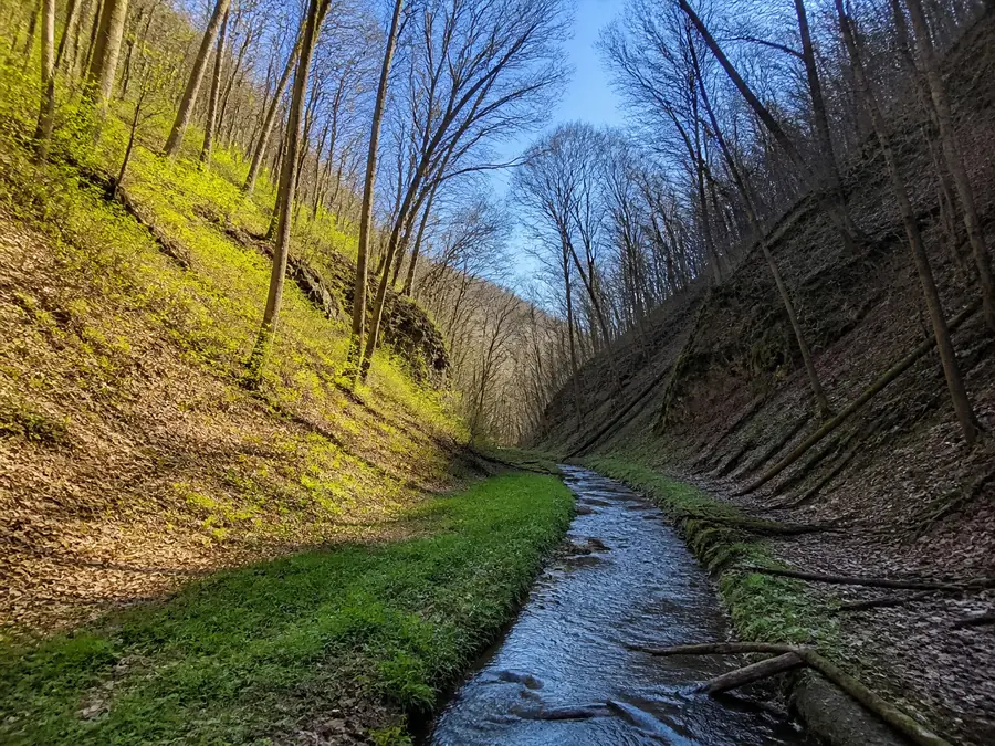 A steep Driftless coulee seen from the valley floor, its sunlit left wall already greening while the shaded right wall stays bare and damp