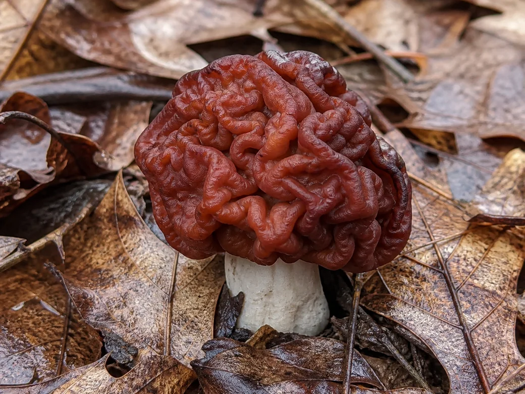 A single intact false morel with a reddish-brown wrinkled brain-like cap growing undisturbed in damp oak leaf litter in Wisconsin woodland