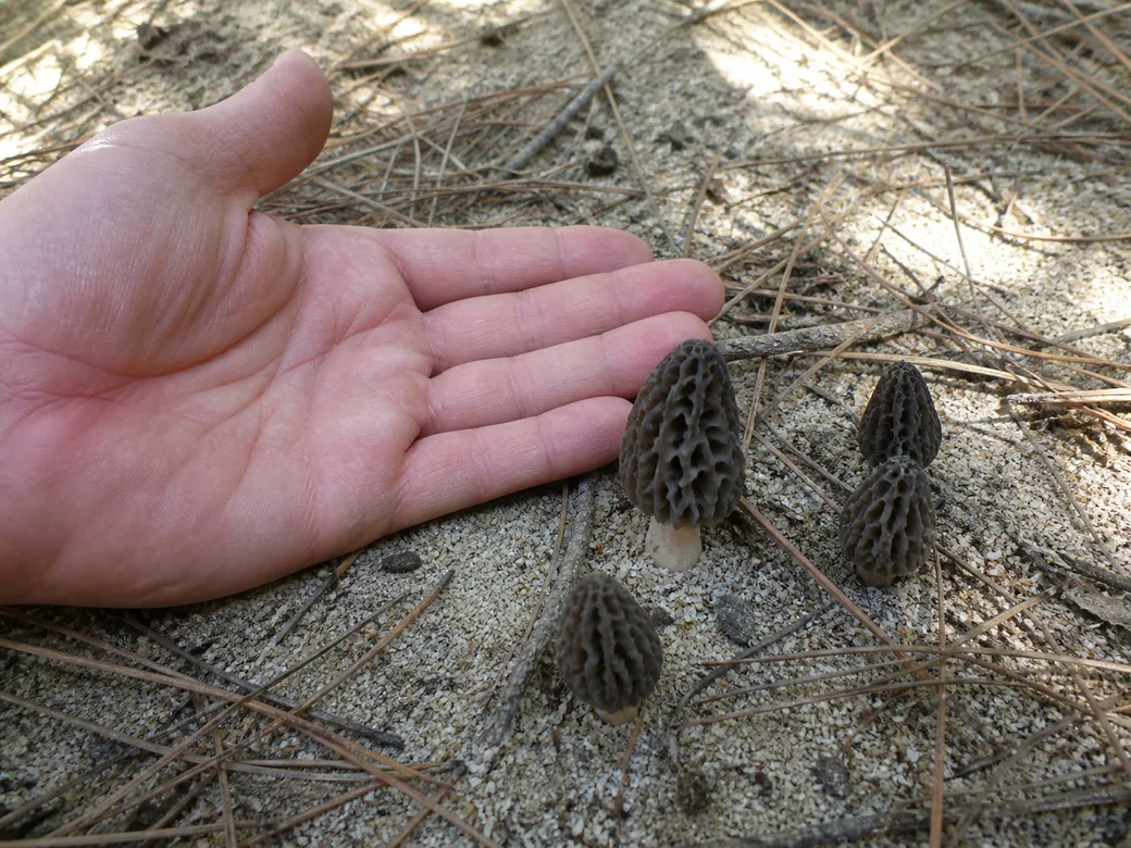 Small dark gray-brown morels pushing up through pale sandy soil and scattered pine needles, with an open palm laid flat beside them for scale