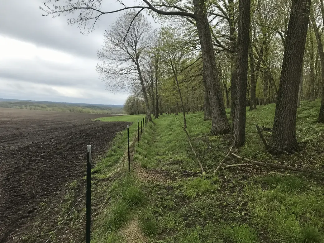 A small oak and hickory woodlot beside a plowed field and wire fence line in southern Wisconsin farm country in early May