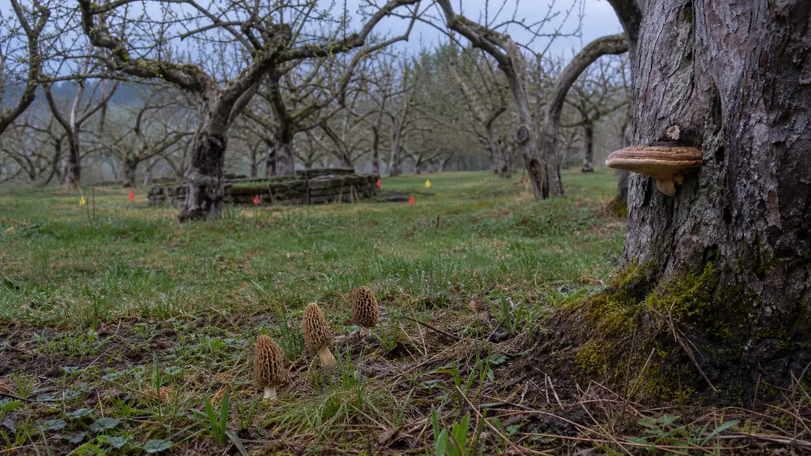 Which Mushrooms Grow Around Apple Trees?