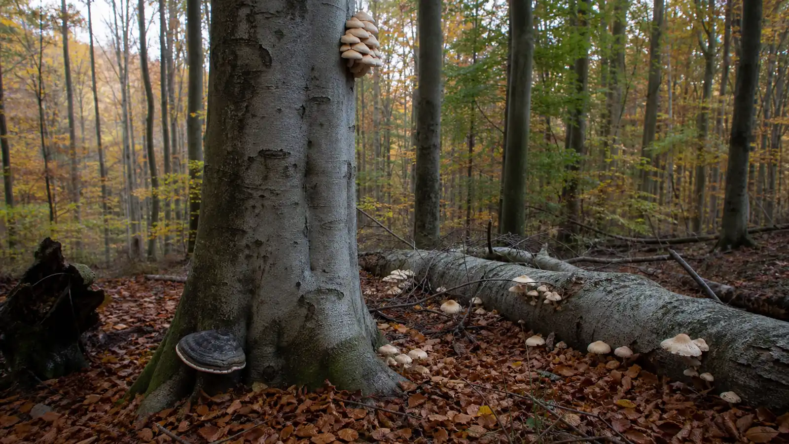 Which Mushrooms Grow on Beech Trees?