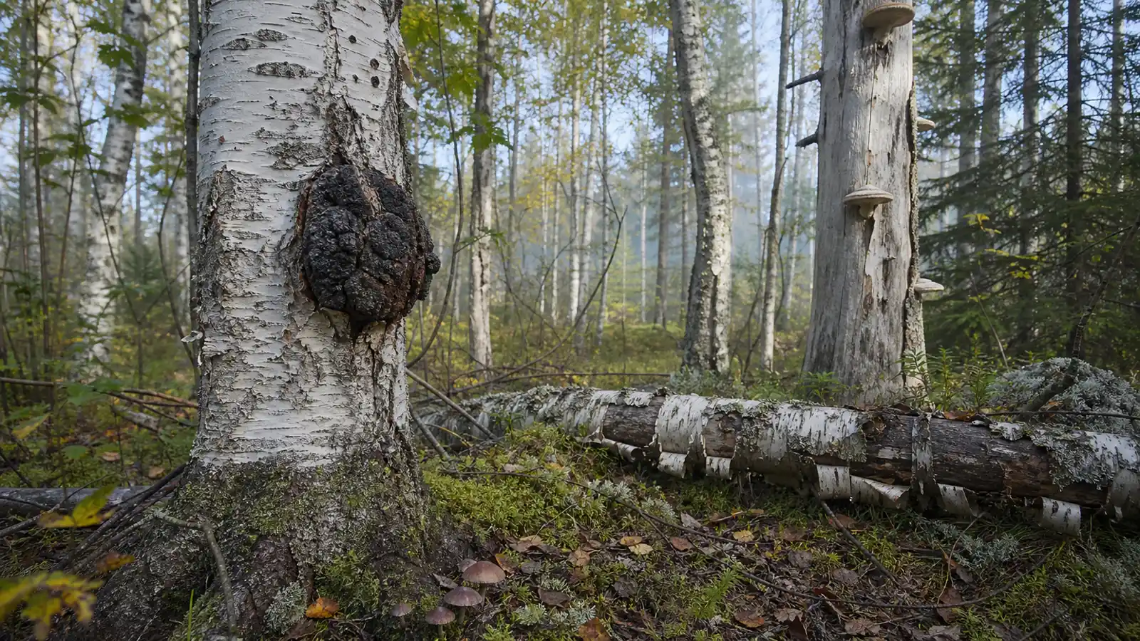 Which Mushrooms Grow on Birch Trees?