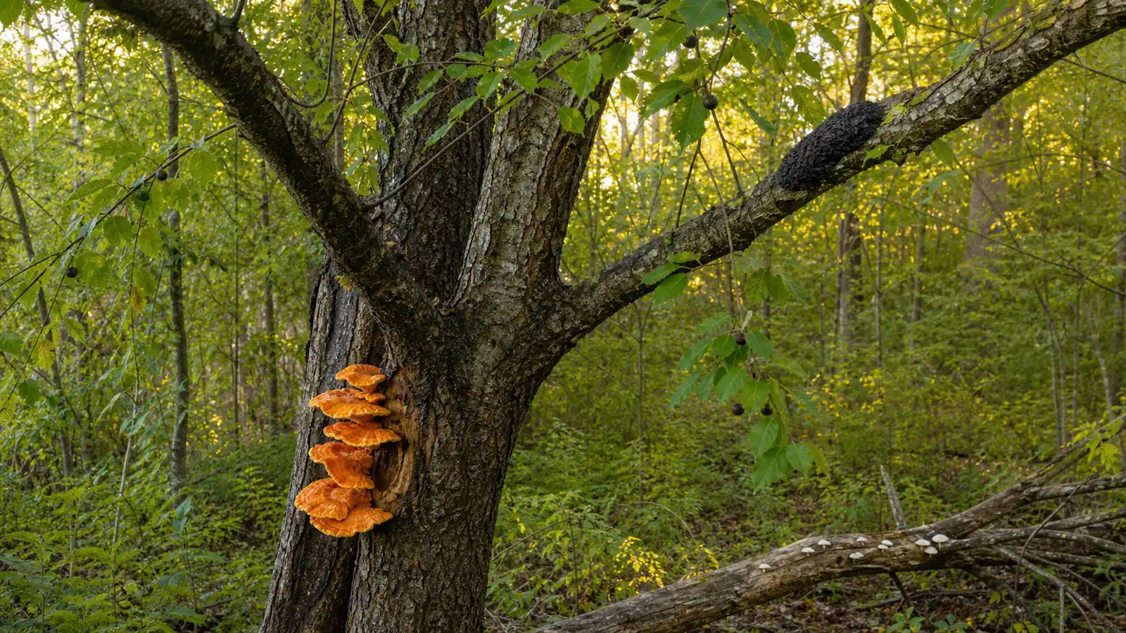 Which Mushrooms Grow on Cherry Trees?