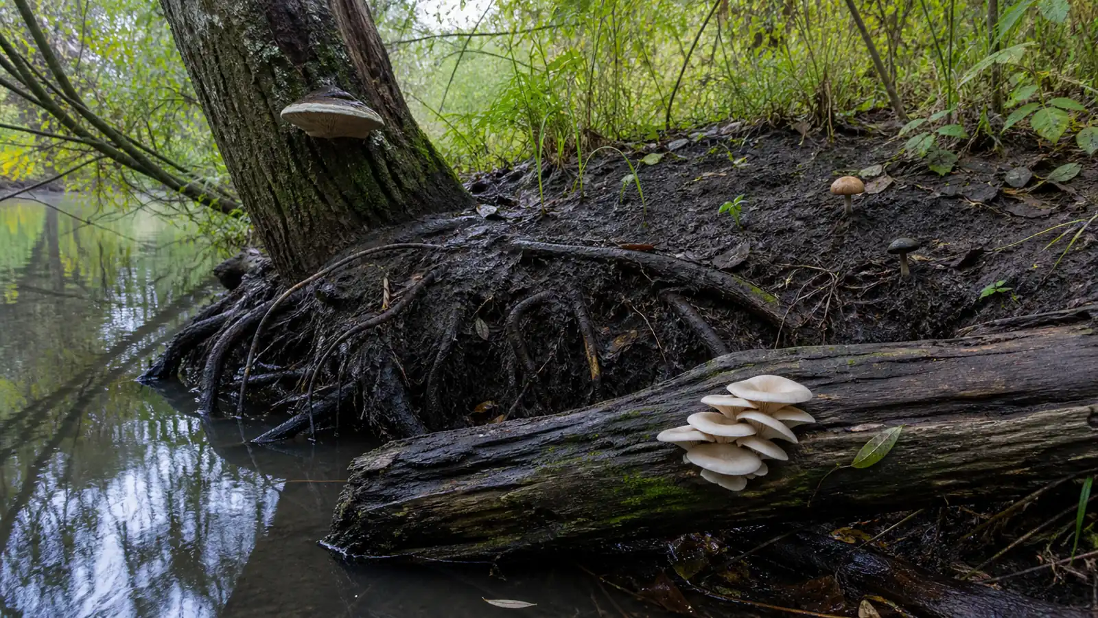 Which Mushrooms Grow on Willow?