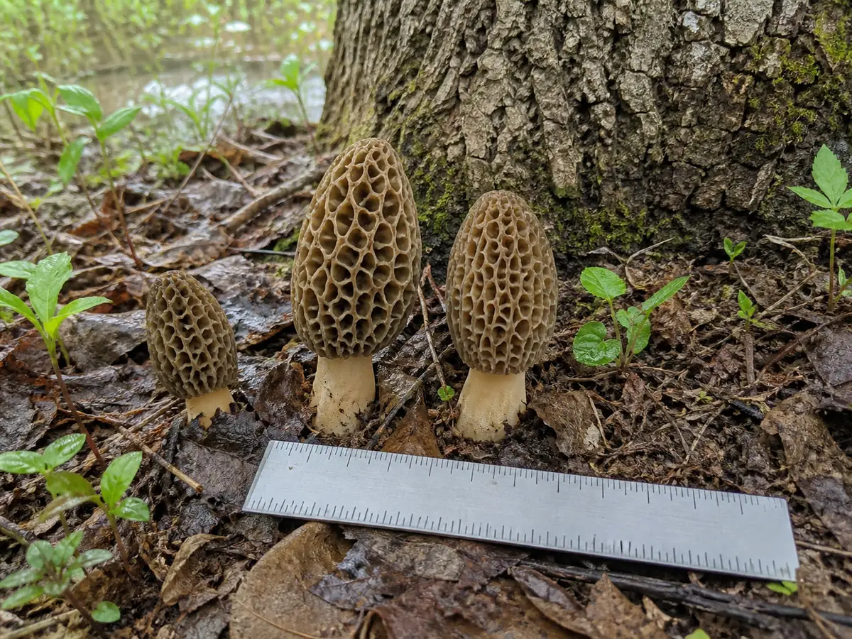 Whole morels beside a dying elm and an untouched centimeter ruler in hardwood leaf litter