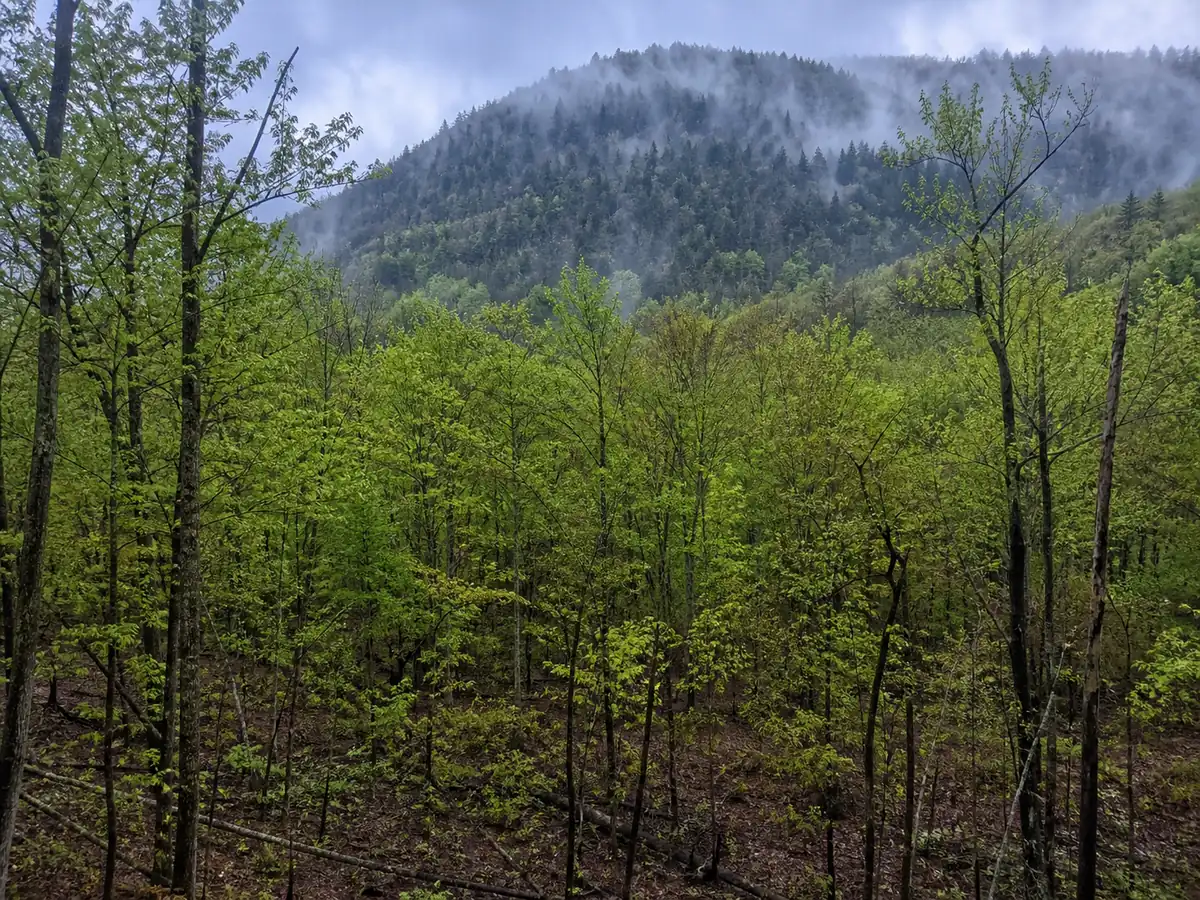 A damp northeastern hardwood valley below a cooler conifer ridge after spring rain