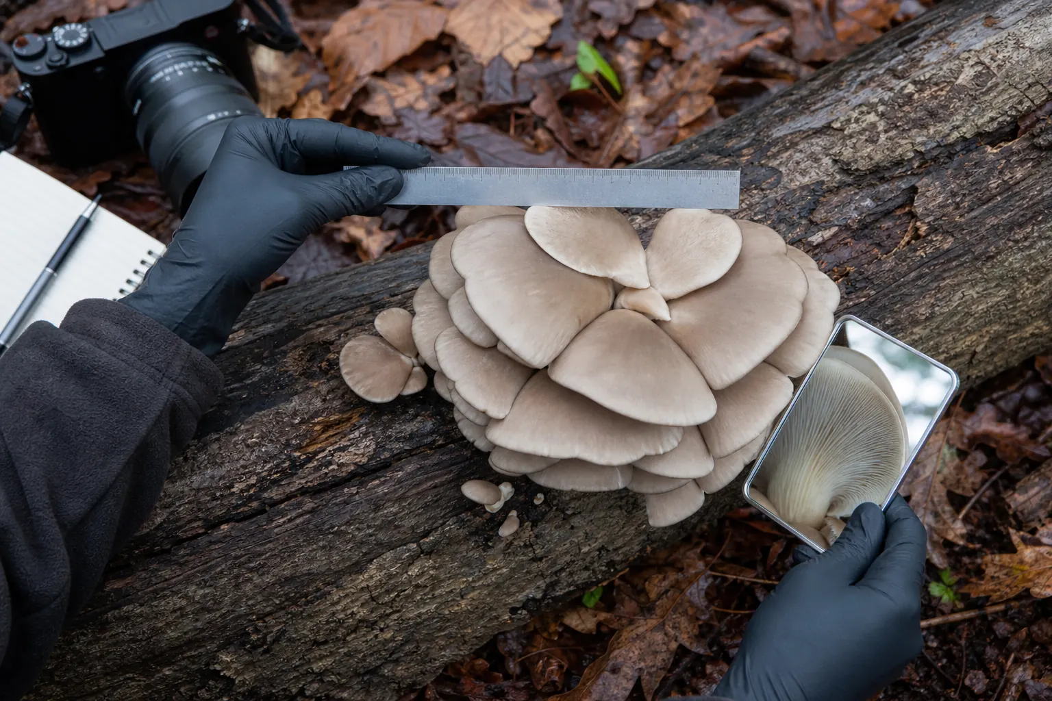 A forager documents an oyster mushroom cluster, its hardwood attachment, underside, and scale before collection