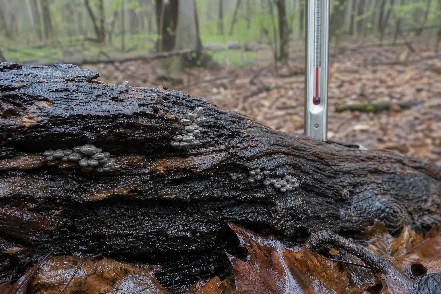 Rain-darkened hardwood with small oyster mushroom pins appearing during cool humid weather