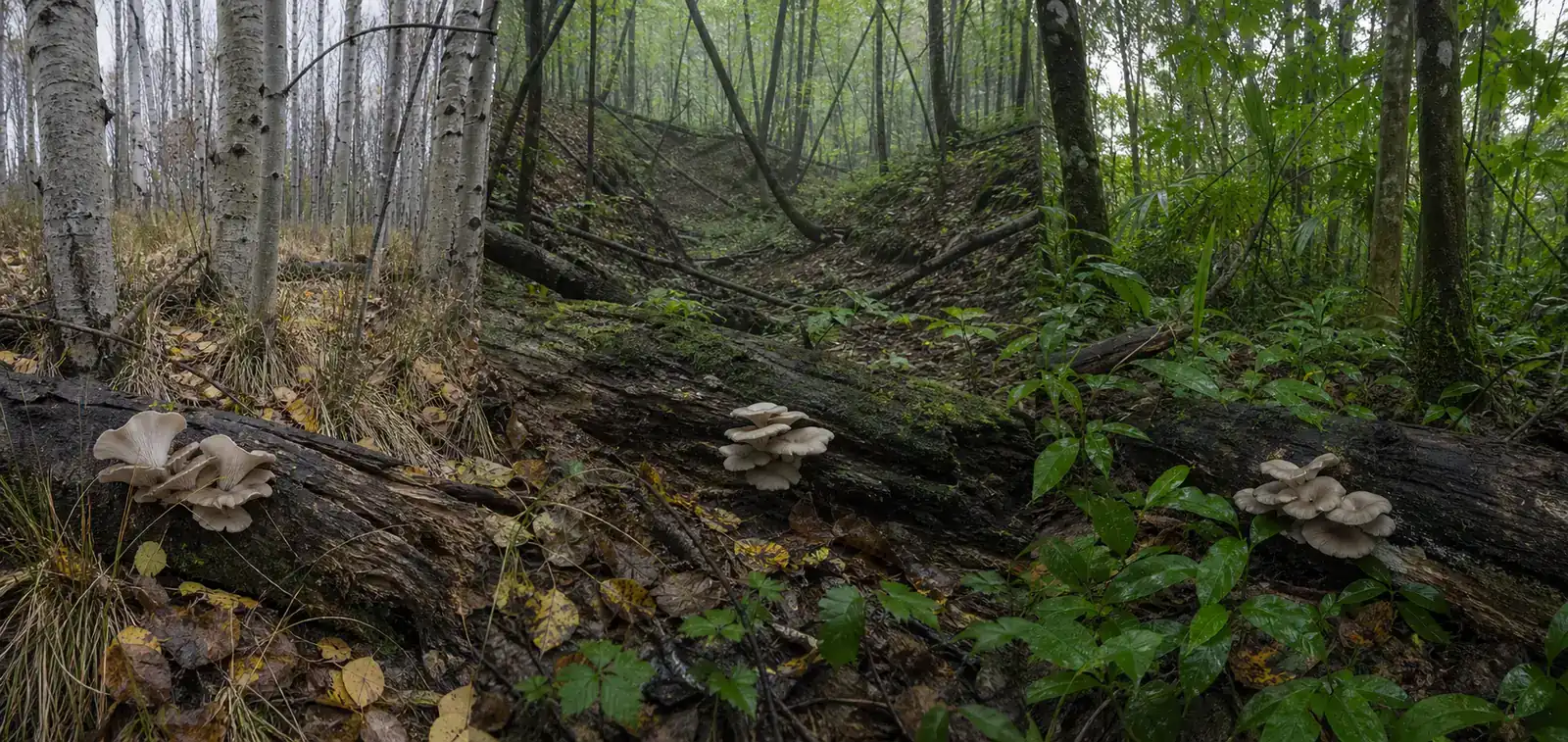 Cool, temperate, and warm-region hardwood scenes showing different oyster mushroom fruiting conditions