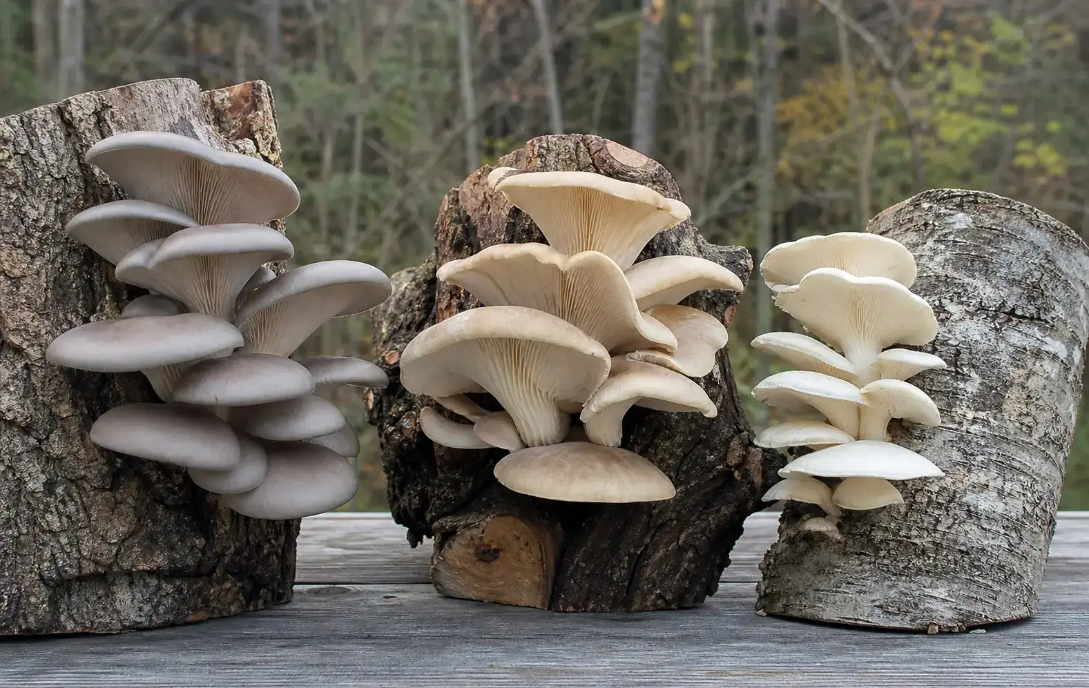 Three oyster mushroom groups shown as complete clusters on their characteristic hardwood substrates