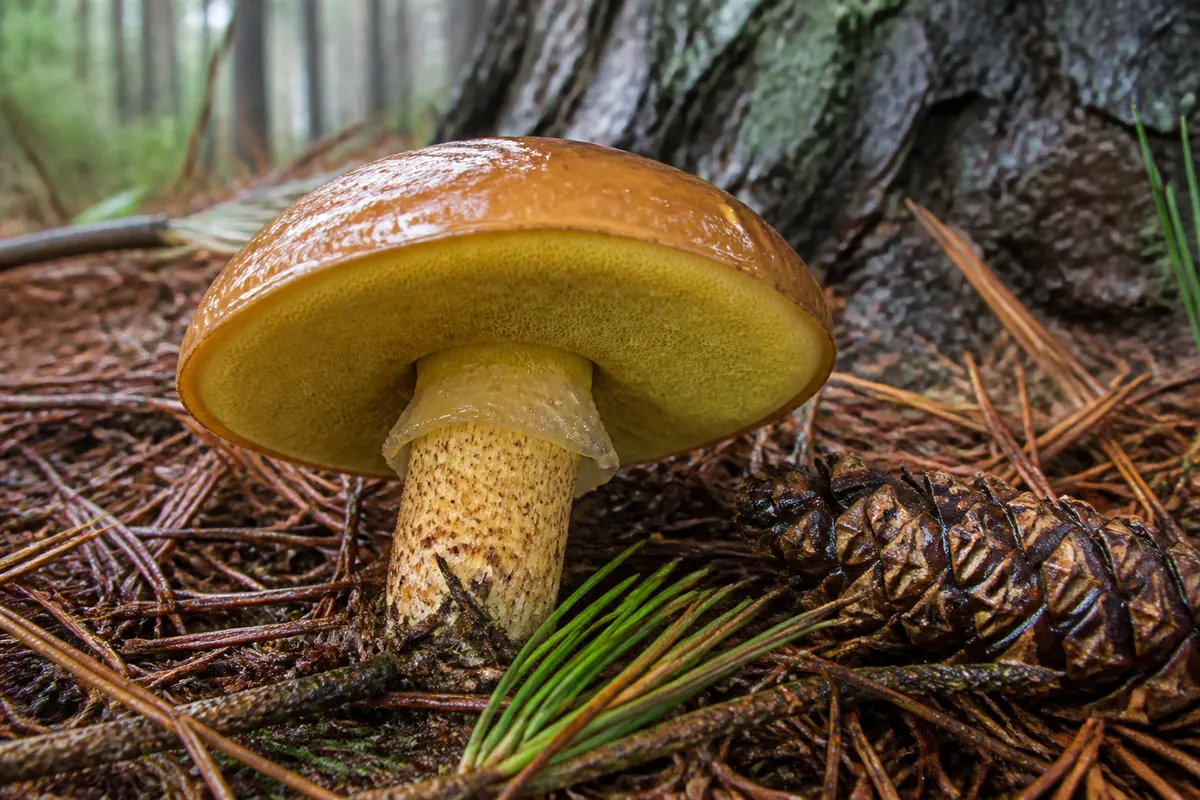 Fresh slippery jack beside a pine with a wet brown cap, yellow pore surface, ring, and dotted upper stem visible in one low field view
