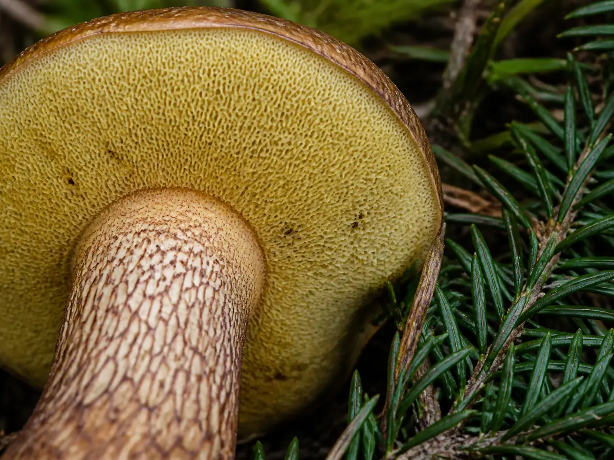 Rocky Mountain bolete candidate showing pore surface and patterned stem beside conifer needles