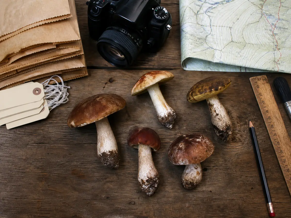 Paper bags, labels, ruler, brush, map, and camera arranged for a Rocky Mountain trip