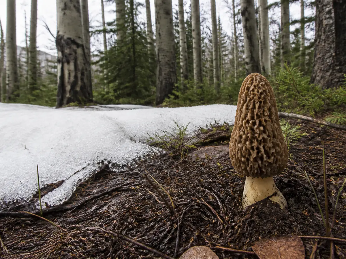 Complete morel beside a retreating snow patch at an aspen and conifer edge