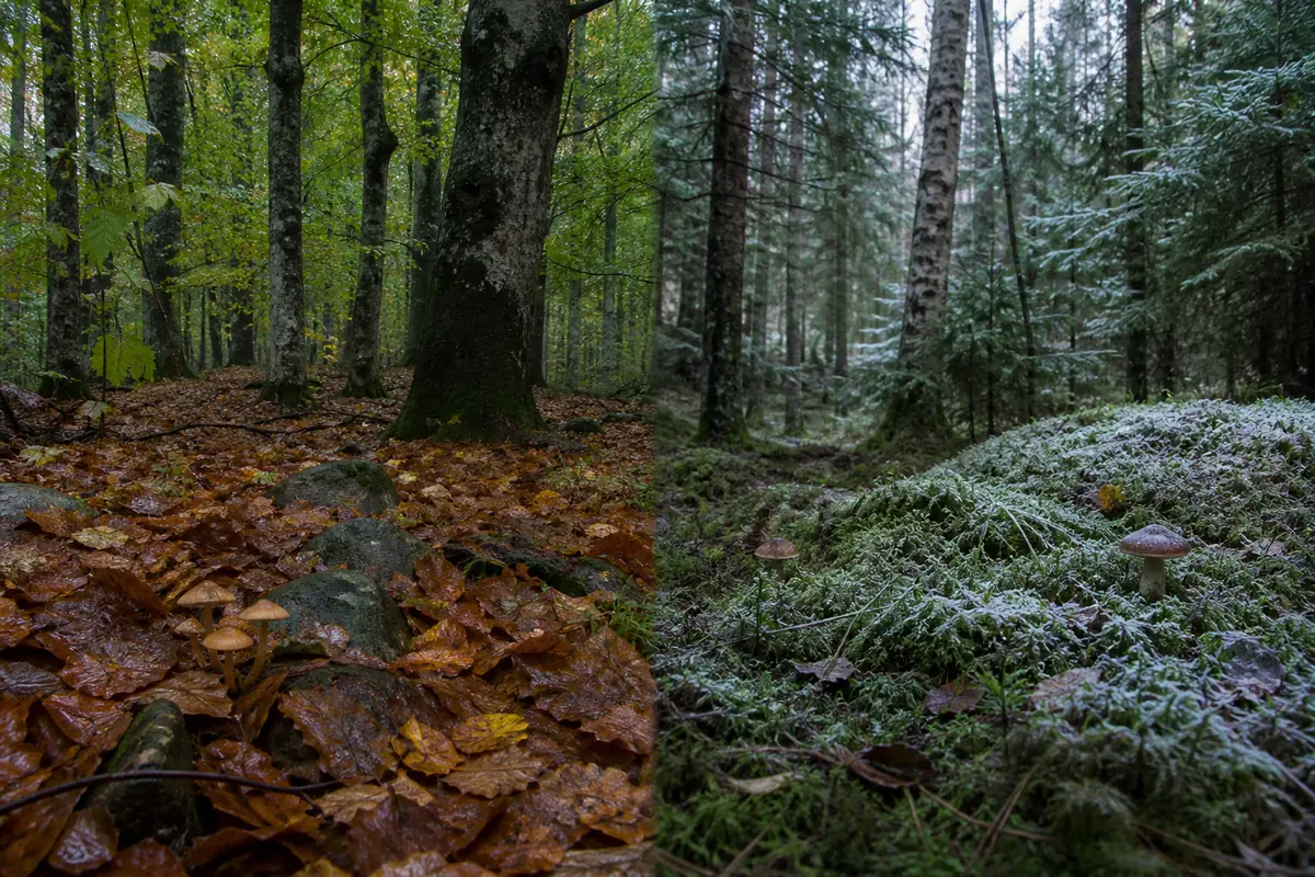 Wet beech woodland and northern spruce-birch forest during Scandinavian mushroom season
