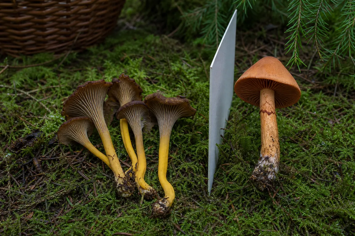 Deadly webcap isolated beside funnel chanterelles in a Scandinavian forest